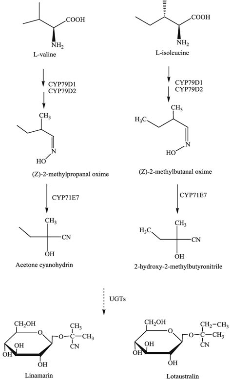 Proposed biosynthesis of cyanogenic glycosides | Download Scientific ...