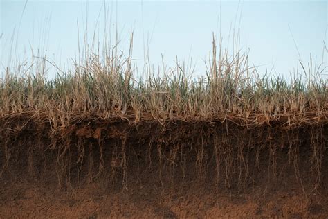 Soil Health 101: Everything You Need to Know - EcoWatch