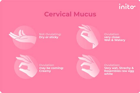 Vaginal Discharge When Ovulating