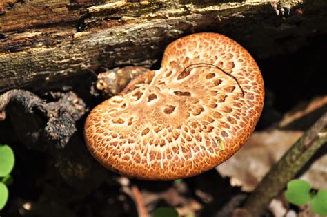 Pheasant Back Mushrooms – A Four Star Iowa Taste Treat - Iowa Wildlife ...