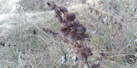 Gokhru plant stock photo. Image of plant, forest, wild - 136757932