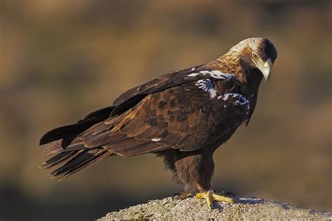 Spanish Imperial Eagle photo - Franco Pacelli photos at pbase.com