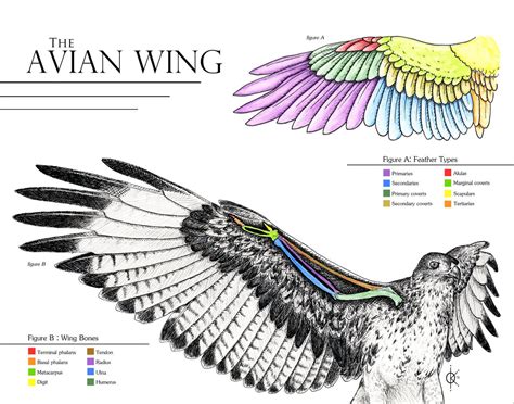 Avian Wing Anatomy | Wing anatomy, Wings drawing, Bird wings