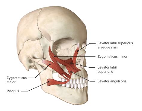 Zygomaticus major muscle exercise Archives - Mobility Physiotherapy Clinic