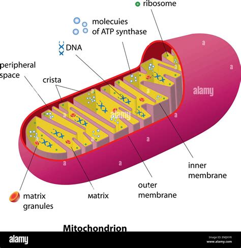 Structure mitochondrion organelle found in most eukaryotic cells vector ...