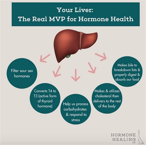 The Liver: Hormone Superhero