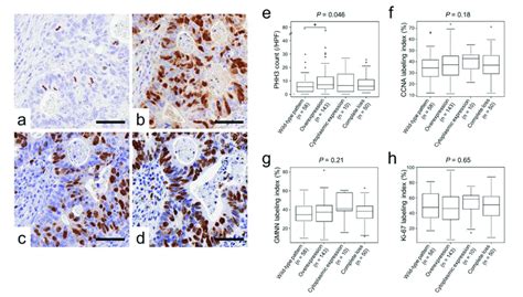 Cellular proliferation marker expression classified according to p53 ...