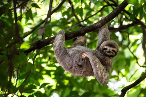 Where to Next? 3-toed sloth in the rainforest of Costa Rica ...