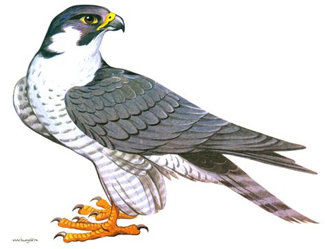 Collection of Falcon PNG. | PlusPNG