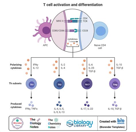 Helper T Cells Diagram