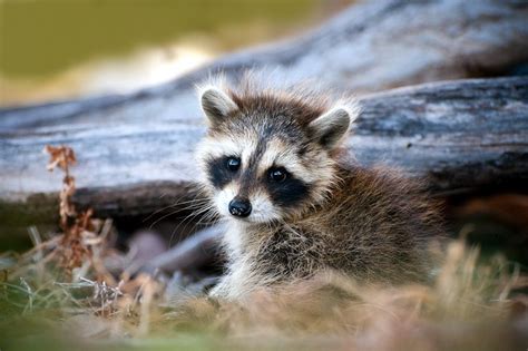 Woman Rescued a Baby Raccoon. Now, She and 20 Friends Need Rabies ...