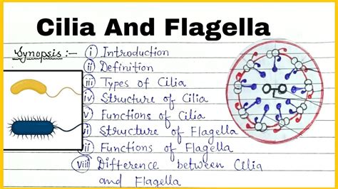 Cilia And flagella | Structure and function of Cilia And flagella Full ...