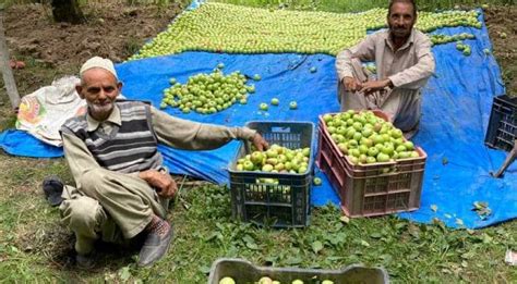 Orchards dazzle with Apples in J&K: Big boost to rural economy, India ...