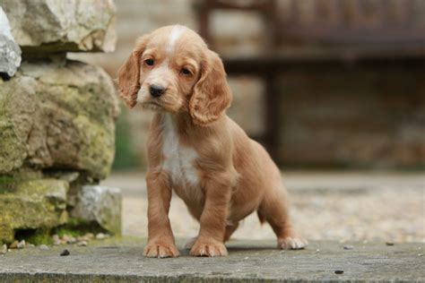 Cocker Spaniels: The irresistible dogs with loyalty to melt the coldest ...