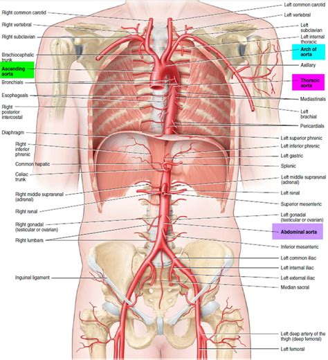 Aortic Dissection - Type A And B - Symptoms, Causes, Treatment