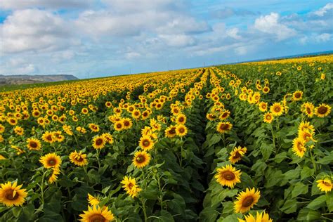 Sunflower Fields in Waialua on Oahu's North Shore - A Must See!