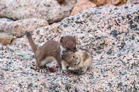 Five Fun Facts About... The Weasel | Estes Valley Spotlight ...