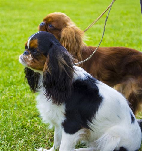 English Toy Spaniel Breed Info Best Food, Training, Grooming | Bil-Jac