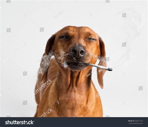 Dog Smoking Weed