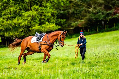 How to Structure a 20-Minute Lunging Session For Your Horse | Horses ...