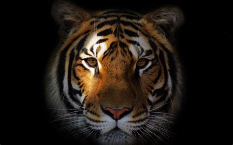 Tiger HD Wallpaper (81+ images)