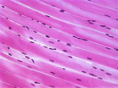 Striated skeletal muscle tissue ~ Free Lecture Notes and Presentations