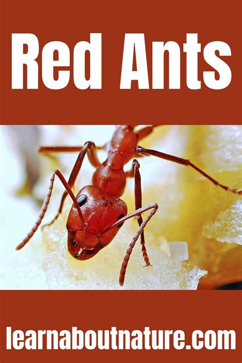 Red ants – Artofit