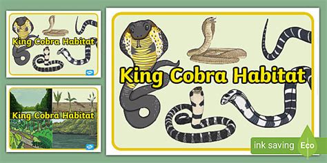 King Cobra Habitat Posters - KS1 (Teacher-Made) - Twinkl