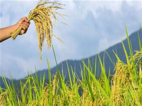 Hareli Festival in Chhattisgarh: छत्तीसगढ़ में हरेली पर धरती माता और ...