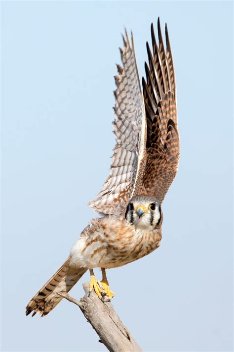 American Kestrel | Audubon Field Guide