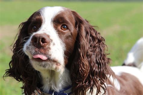 Springer Spaniel Grooming: A Guide With Haircut Pictures