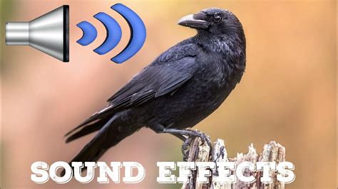 CROW sound Effects - YouTube