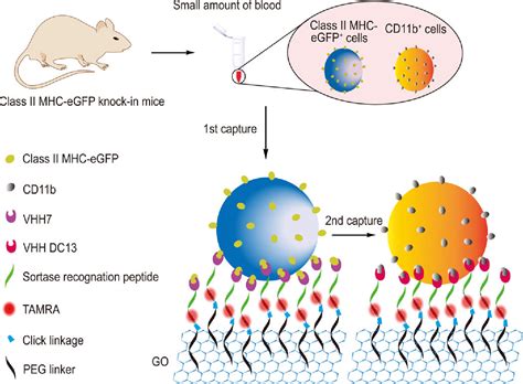 Figure 1 from Graphene Oxide Nanosheets Modified with Single Domain ...