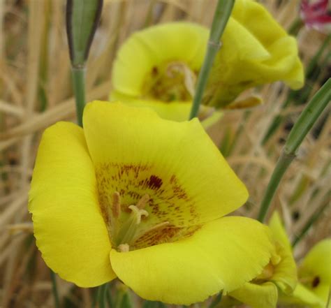 Calochortus luteus – Telos Rare Bulbs