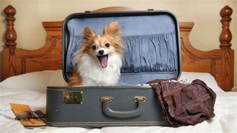 6+ Top Tips for Staying in a Dog Friendly Hotel | Purina