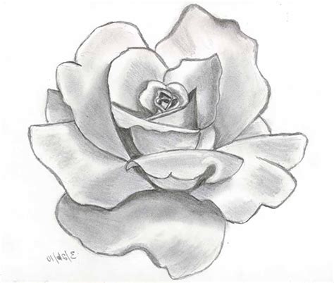 Rose Drawing Realistic at GetDrawings | Free download