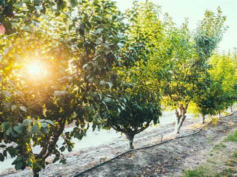 Planting Fruit Trees & Pruning Them: All the Basics