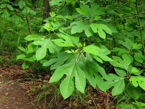 Reforestation and the Medicinal Uses of Trees -Liliana Usvat Research ...