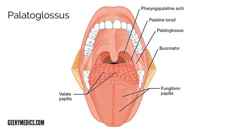 Tongue | Anatomy | Muscles, Innervation, Blood Supply | Geeky Medics