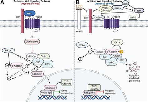 The foundation of cell growth, development, and potential therapeutics ...