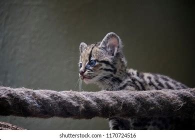 Margay Images, Stock Photos & Vectors | Shutterstock