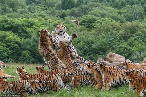 The іnсredіble pictures show the fіerсe group of tigers leap into the ...