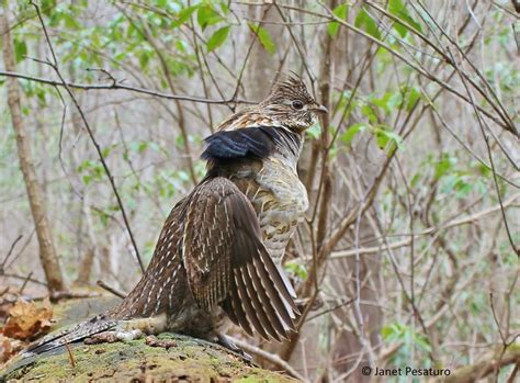 Little Drummer Bird: Ruffed Grouse - Winterberry Wildlife