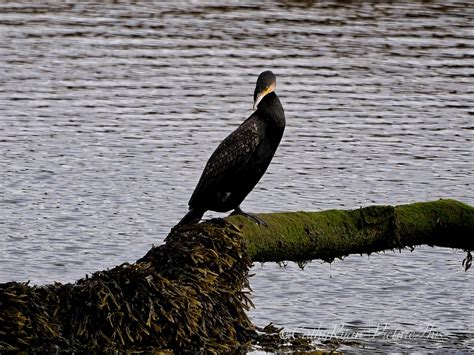 Life On The River #Nature #Wildlife #Photography