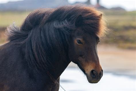 Discovering The Icelandic Horse