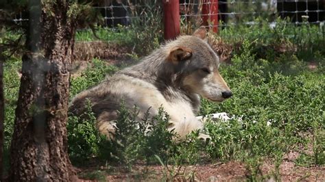 Colorado Wolf and Wildlife Center - howling wolves - YouTube