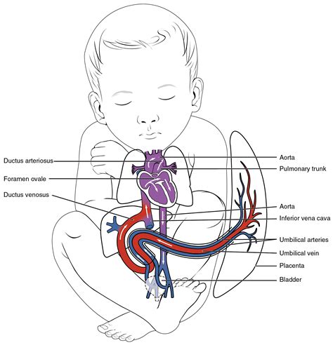 Ductus Venosus Ductus Arteriosus And Foramen Ovale