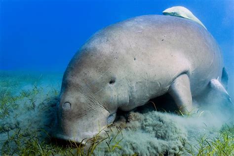 Dugongs Declared 'Functionally Extinct' in China | Nature and Wildlife ...