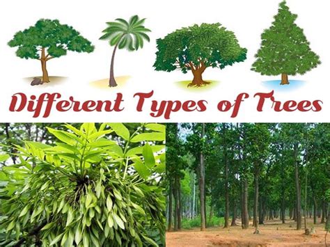 Types Of Trees With Names