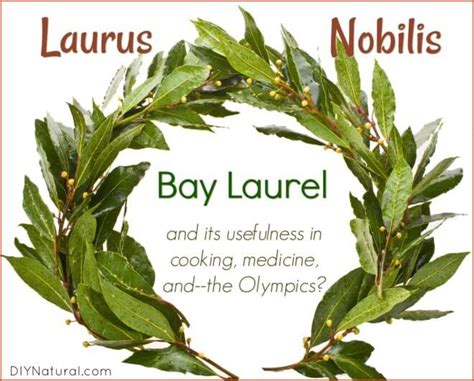 Bay Laurel (Laurus Nobilis): Useful in Cooking and Medicinal Applications